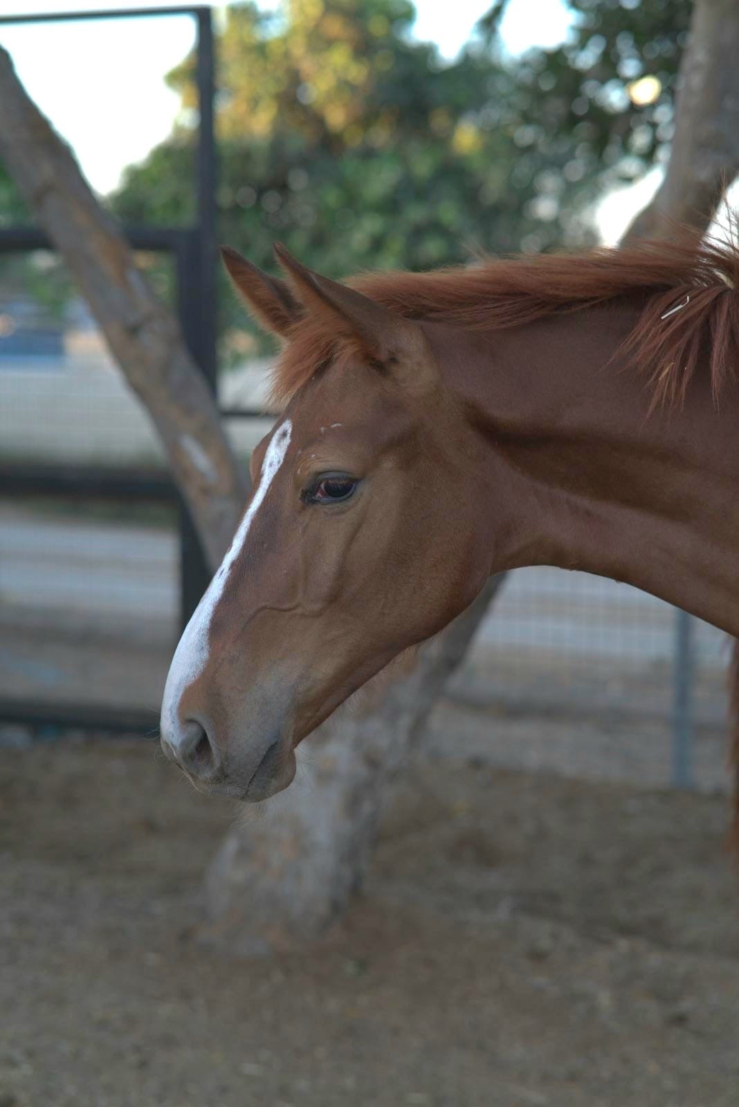 horse